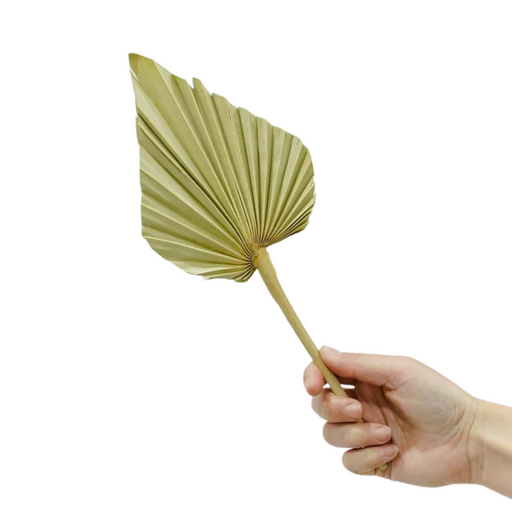 DRIED FLOWER SPEAR PALM NATURAL