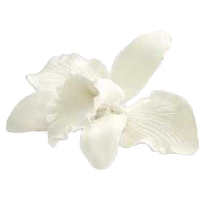 Orchid Medium White