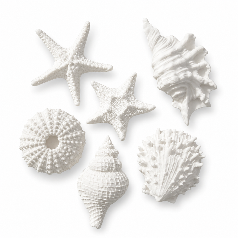 Fondant Topper Seashells Large 6pc