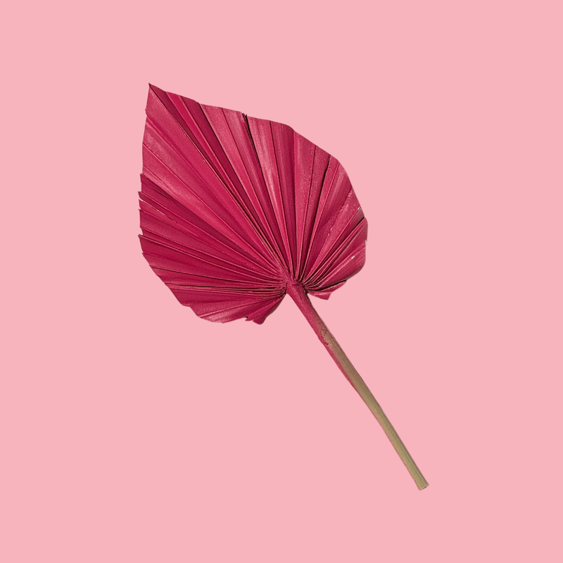 Dried Flower Spear Palm Magenta