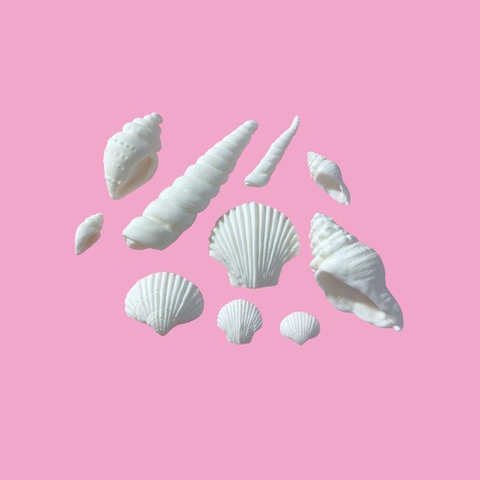 Fondant Seashells Small 10pc