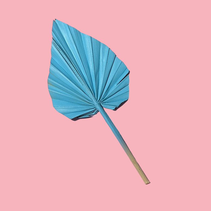 Dried Flower Spear Palm Blue Rain