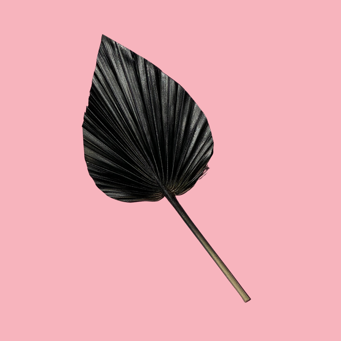 Dried Flower Spear Palm Black