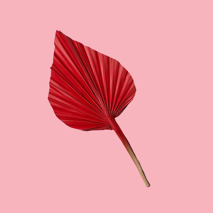 Dried Flower Spear Palm Red