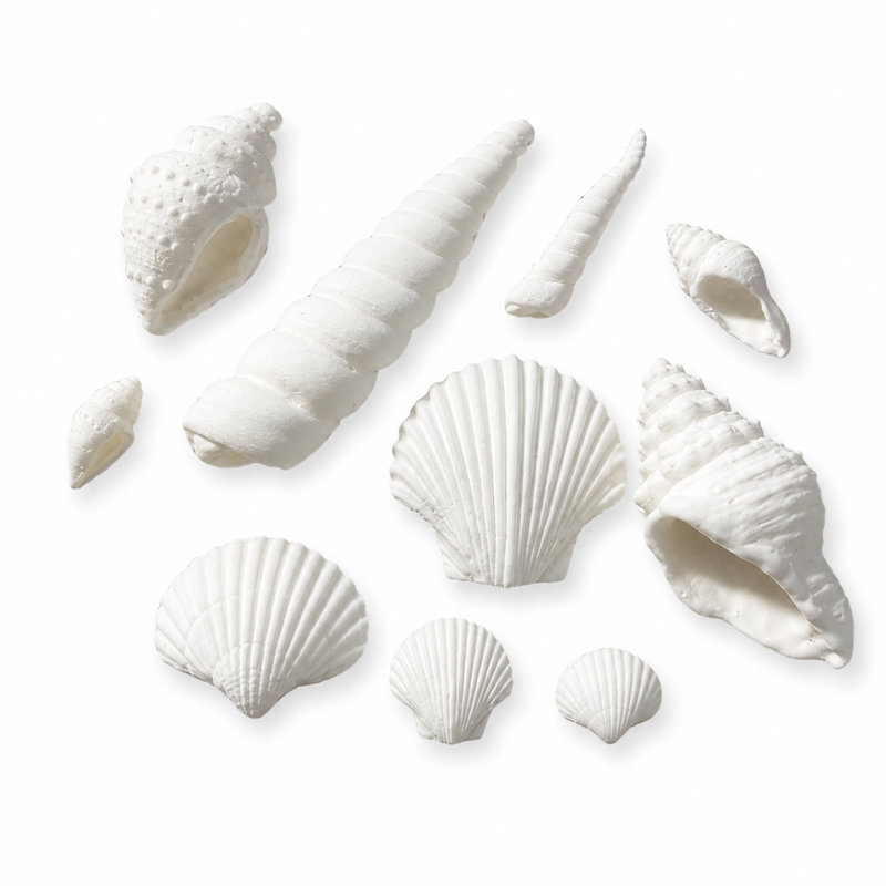 Fondant Topper Seashells Small 10pc