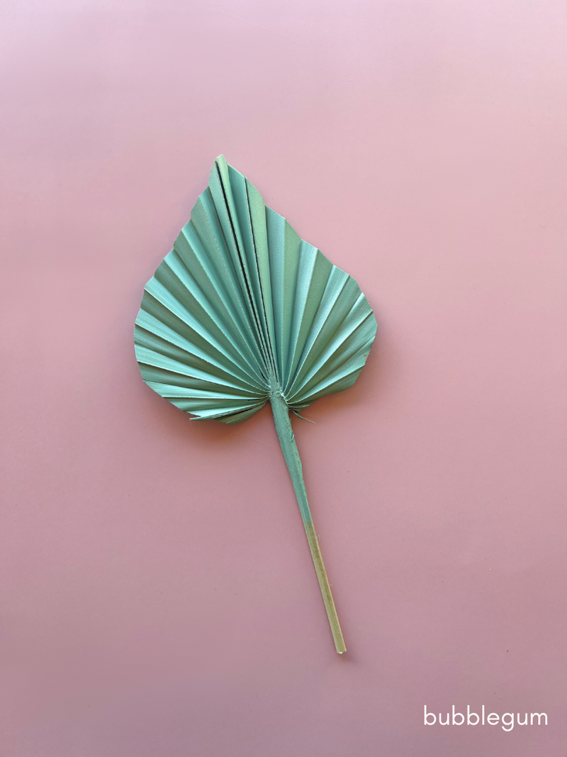 Dried Flower Spear Palm Spring Range