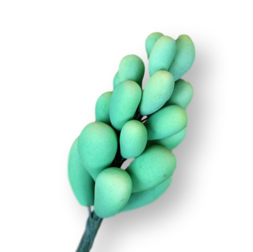 SUCCULENT FILLER GREEN 3PC