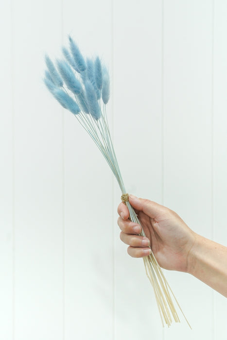 DRIED FLOWER BUNNY TAILS BLUE