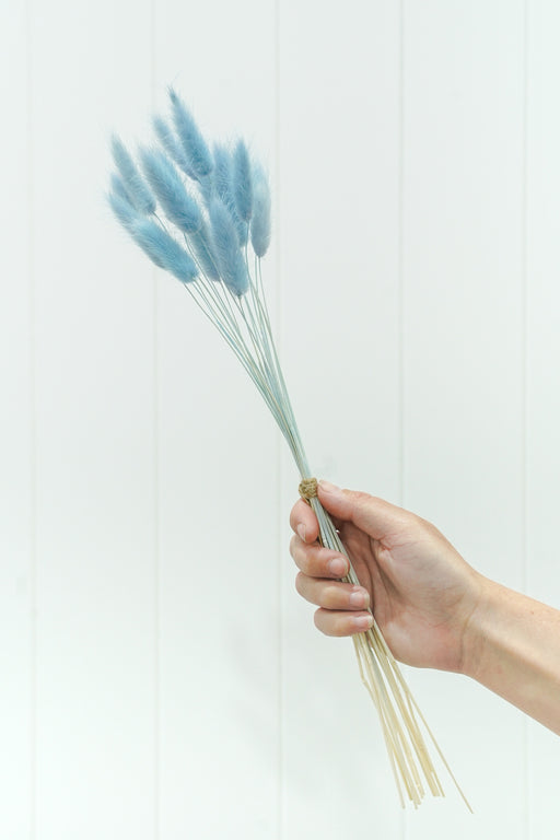 DRIED FLOWER BUNNY TAILS BLUE