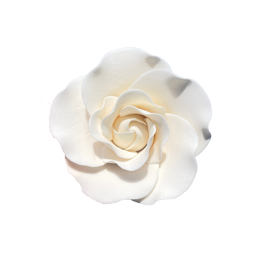Rose CH White