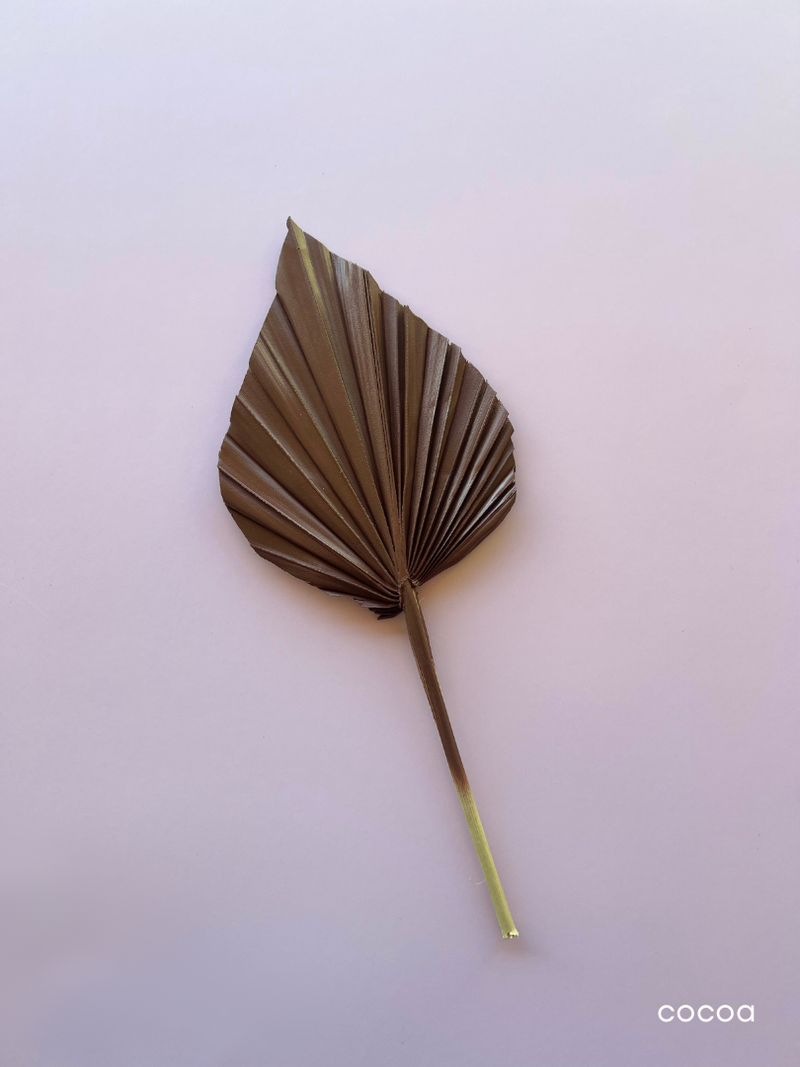 DRIED FLOWER SPEAR PALM NUDE RANGE