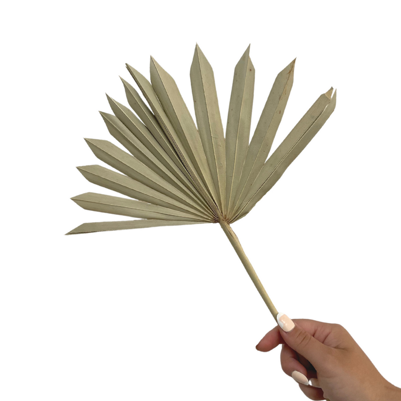 DRIED FLOWER SUN PALM NATURAL