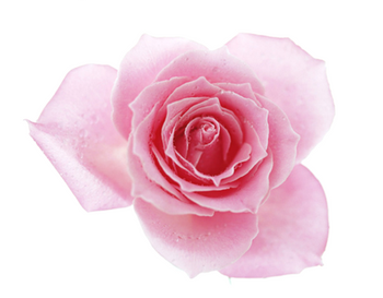 Natural Flavouring 50mL Rose *Clearance*