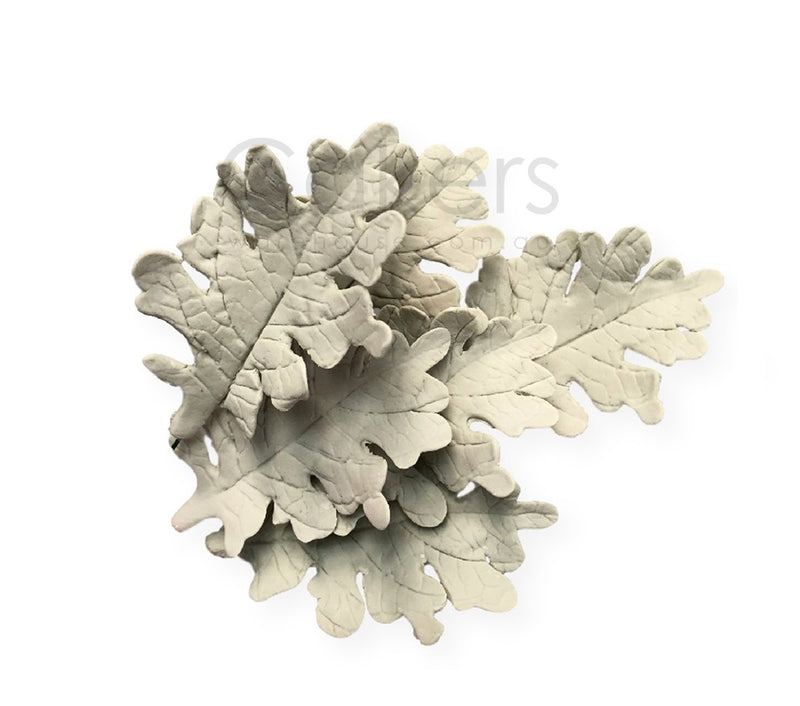 Dusty Miller Leaf 5PC