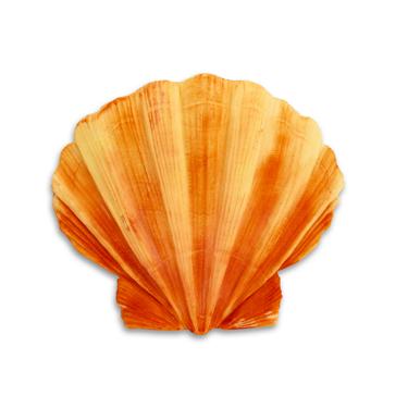 Silicone Mould Clam Shell