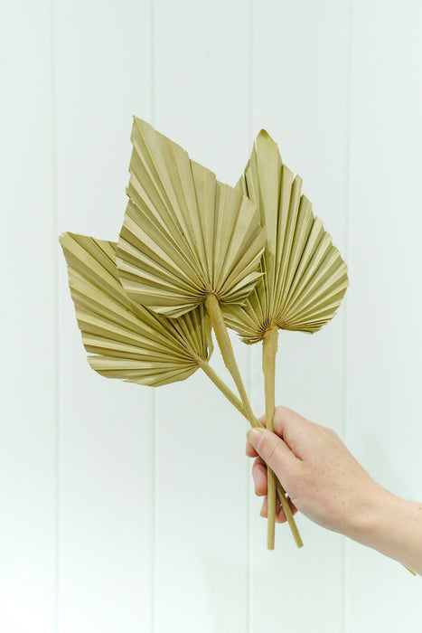 DRIED FLOWER SPEAR PALM NATURAL