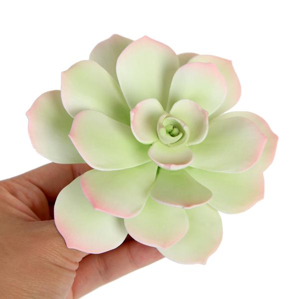 SUCCULENT AEONIUM STARBURST GREEN 1PC