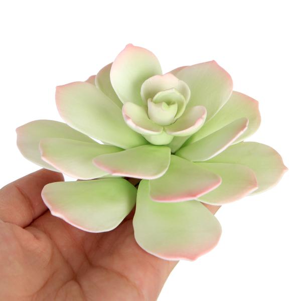 SUCCULENT AEONIUM STARBURST GREEN 1PC