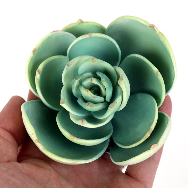 SUCCULENT MEDIUM GREEN 1PC