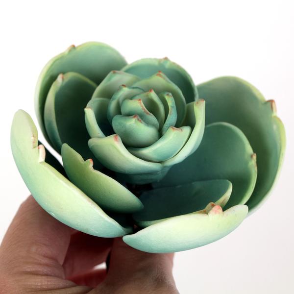 SUCCULENT MEDIUM GREEN 1PC