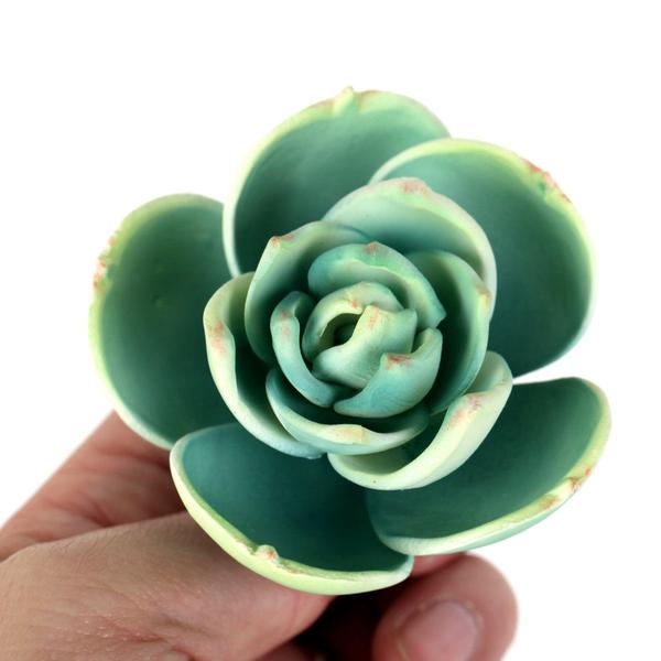 SUCCULENT SMALL GREEN 2PC