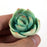 SUCCULENT EXTRA SMALL GREEN 4PC