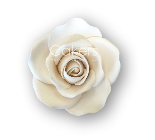 Rose Large White