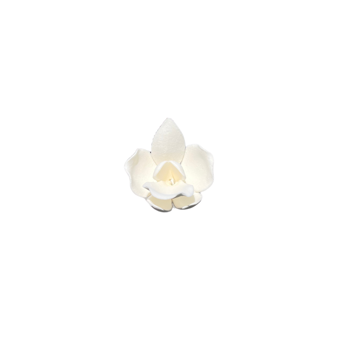 Dendrobium White Small