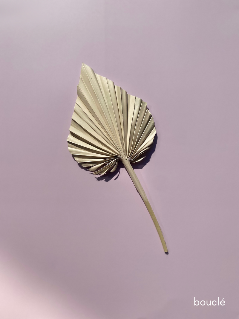 DRIED FLOWER SPEAR PALM NUDE RANGE