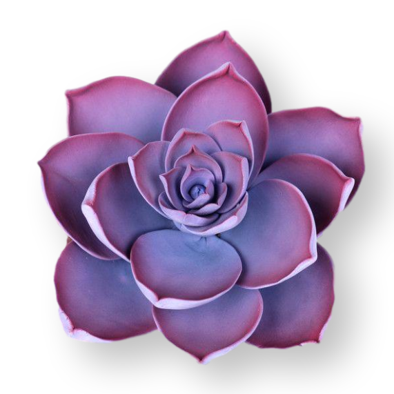 SUCCULENT MEDIUM VIOLET 1PC