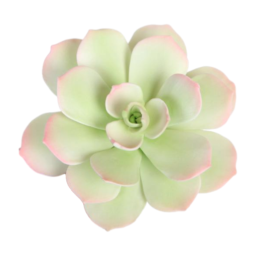 SUCCULENT AEONIUM STARBURST GREEN 1PC