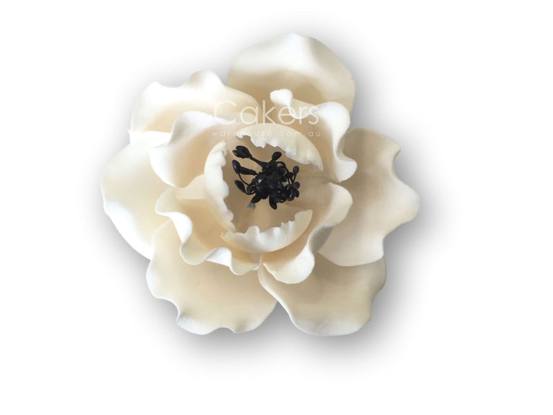 Dog Rose White/Black